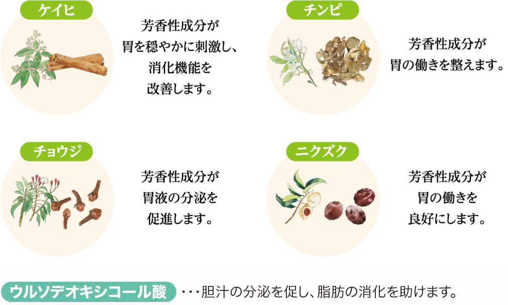 ケイヒ チンビ チョウジ ニクズク ウルソデオキシコール酸 胆汁の分泌を促し、脂肪の消化を助けます。